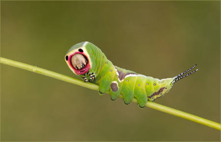 Puss Moth Caterpillar