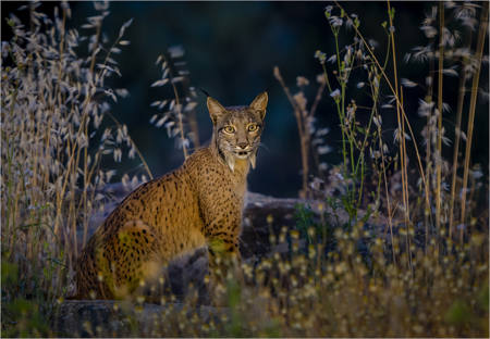 Wild Iberian Lynx At Dusk
