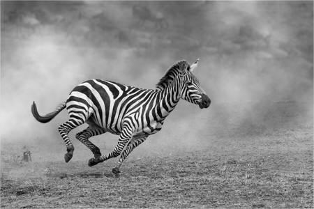 ZEBRA Galloping From The Mara River