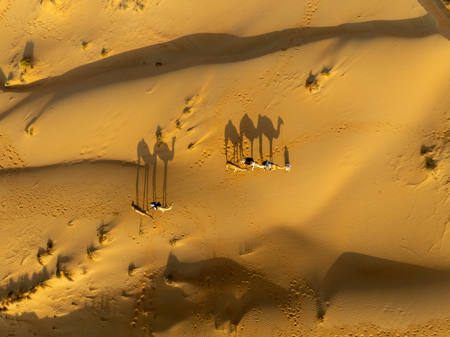Camels Across The Desert