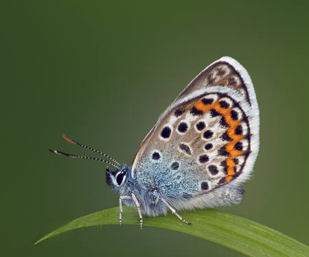 Silver Studded Blue