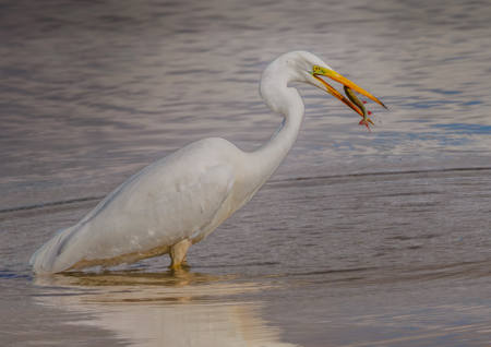 Great Egret Feeding