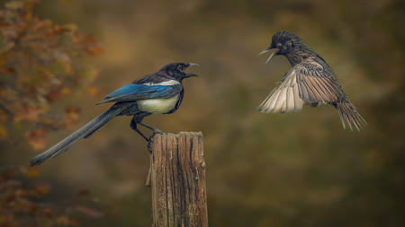 Magpie Versus Starling
