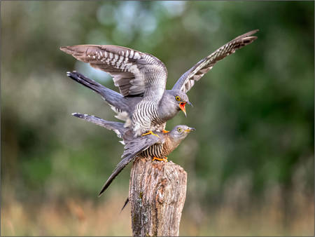 Cuckoo`S Mating