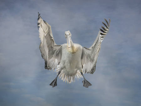 Pelican Landing