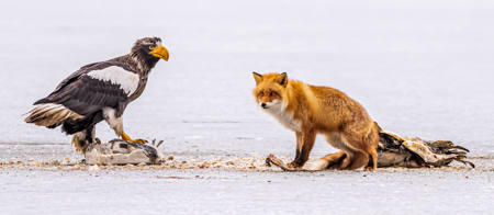 Ezo Fox And Steller Eagle Standoff