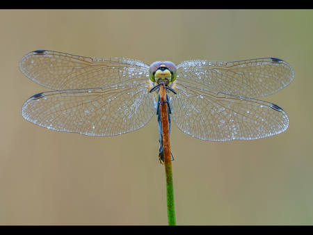 Black Meadowhawk Stare