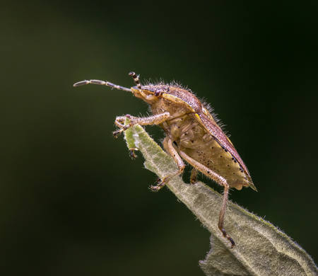 Hairy Shield Bug