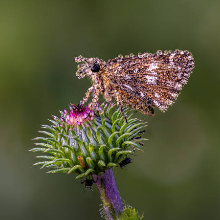 Grizzled Skipper With Dew