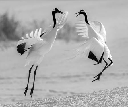 Red Crowned Cranes Dance