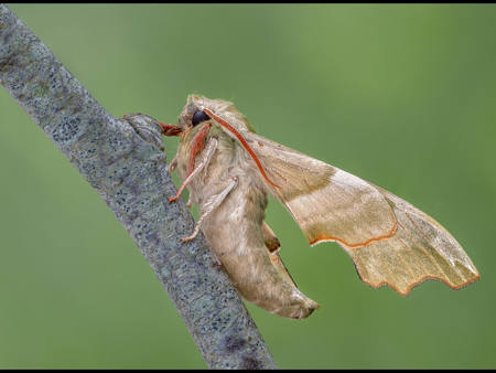 Lime Hawk-Moth