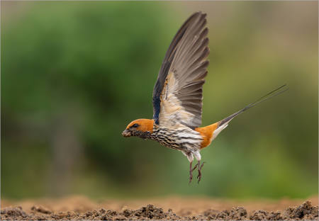 Lesser Striped Swallow Collecting Mud