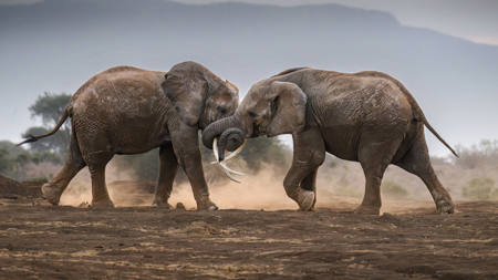 Tussle Time