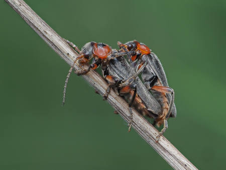 Soldier Beetle Mating