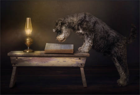 Book At Bedtime