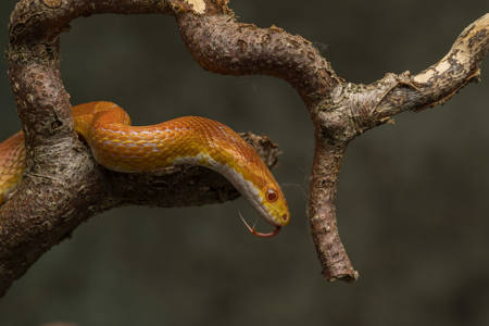 Corn Snake