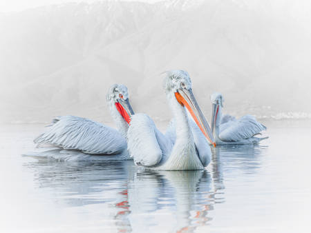 Three Dalmatian Pelicans
