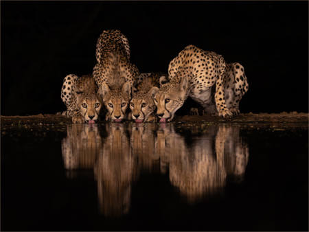 Cheetah Family Drinking At Night