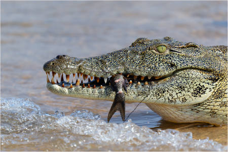 Hungry Crocodile_
