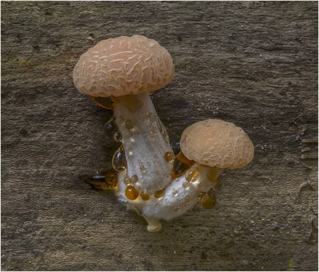 Wrinkled Peach.(Rhodotus Palmatus)