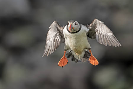 A Puffin's Final Approah