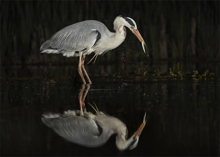 Heron Night Fishing
