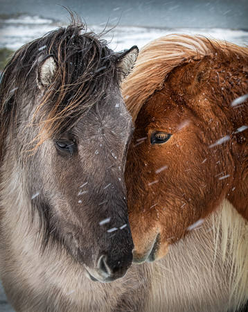 Love In The Snow