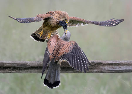 Kestrel Feeding Fledgling