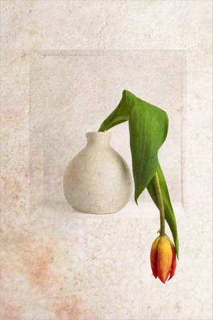 Aging Tulip