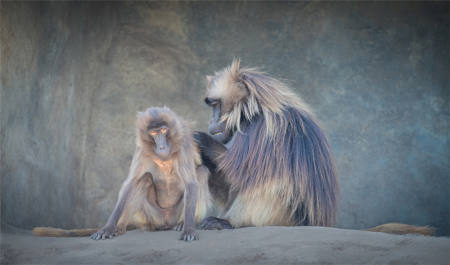 Gelada Monkeys