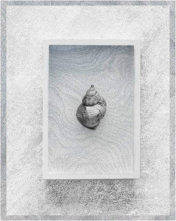 Shell