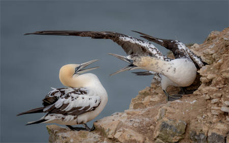 Gannet Dispute
