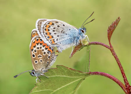 Mating Silver Studded Blues