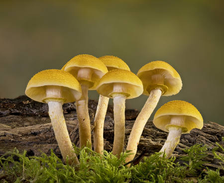 Honey Fungus