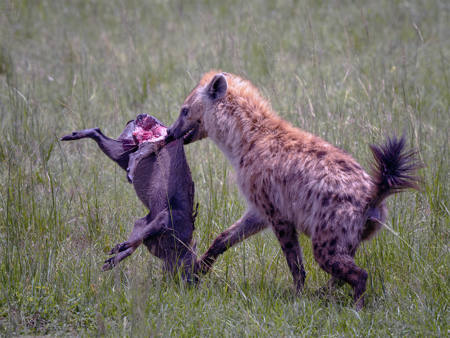 Hyena With Warthog