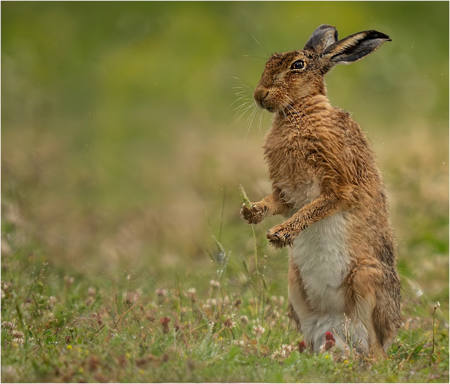 Rainy Day Hare