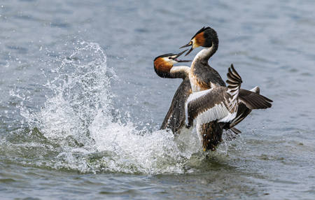 Great Crested Grebe Fight