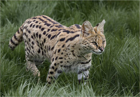 Serval Stalking
