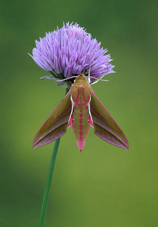 Elephant Hawk-Moth On Allium