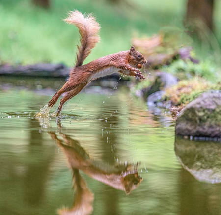 Red Squirrel Leap