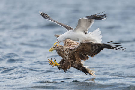 Great Black Backed Gull Mobbing White Tail Eagle