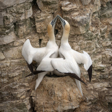 Gannets Greeting