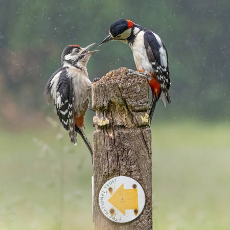 Feeding In The Rain