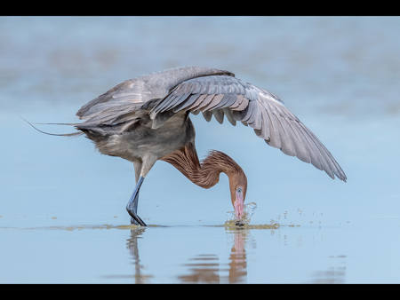 Reddish Egret Cloaked Strike