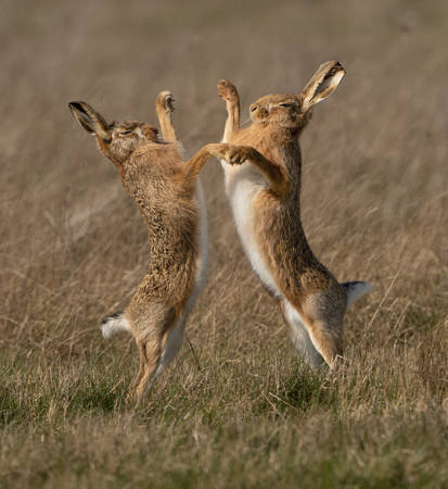 Hares Boxing Male And Female