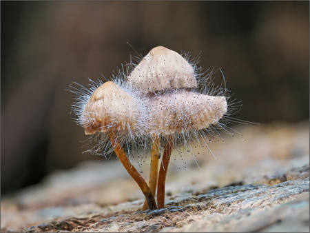 Mycena Fungi Displaying Bonnet Mould