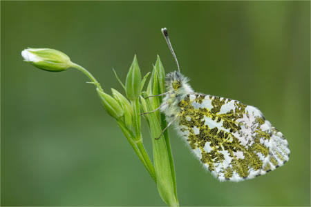 Orange Tip On Greater Stitchwort