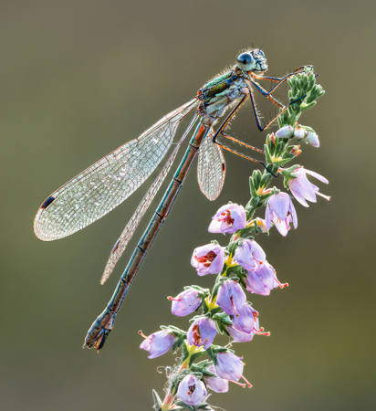 Emerald Damselfly On Heather