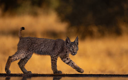 Iberian Lynx Kitten At Sunrise