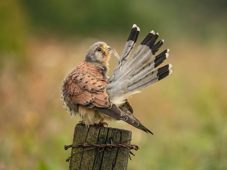 Kestrel Preening